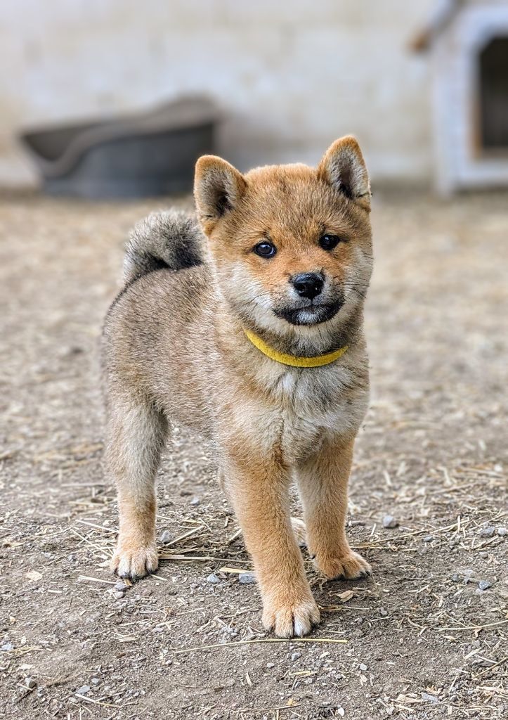 du Mas de l'Aspic - Chiot disponible  - Shiba