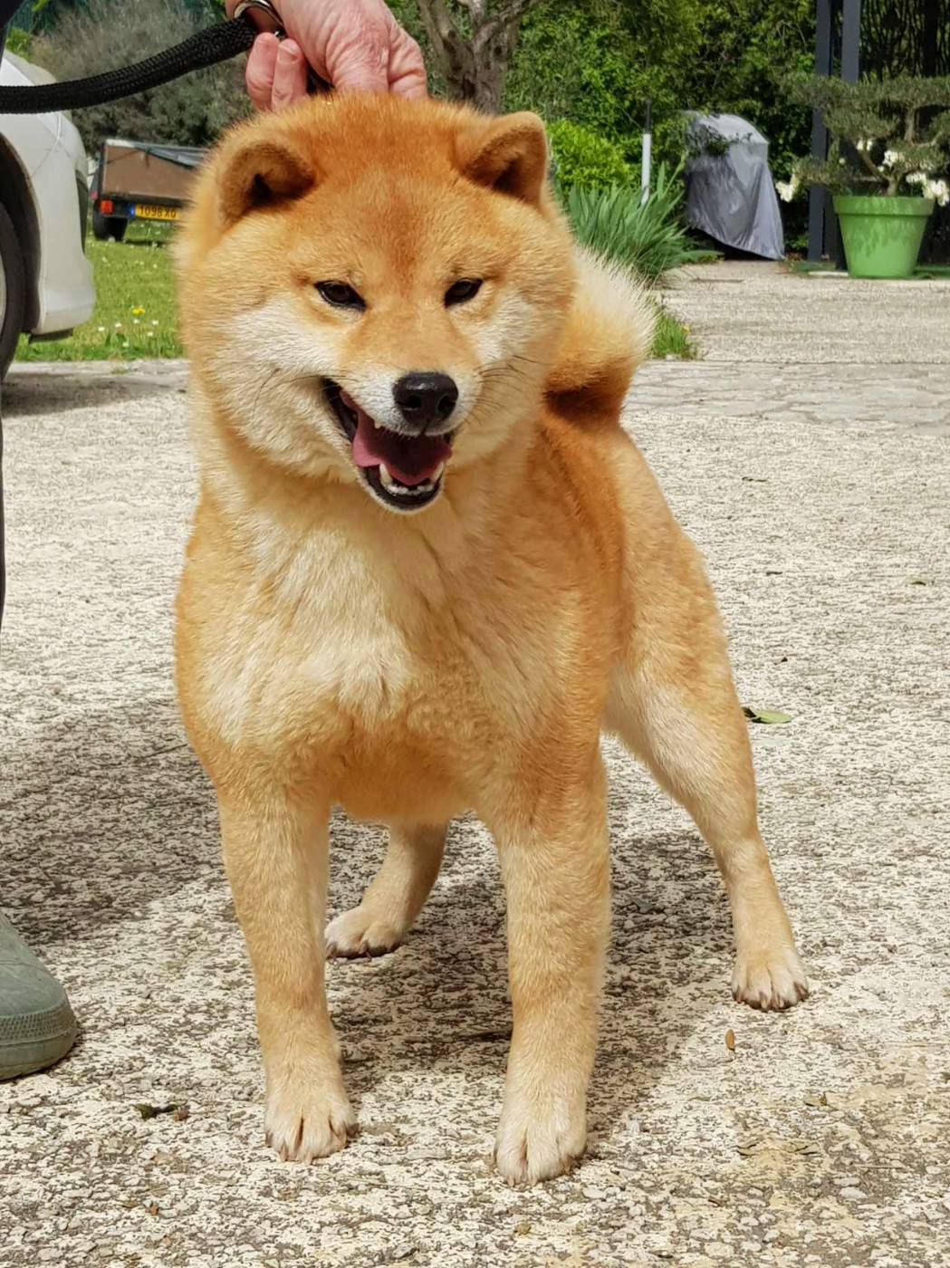Suzu du Mas de l'Aspic