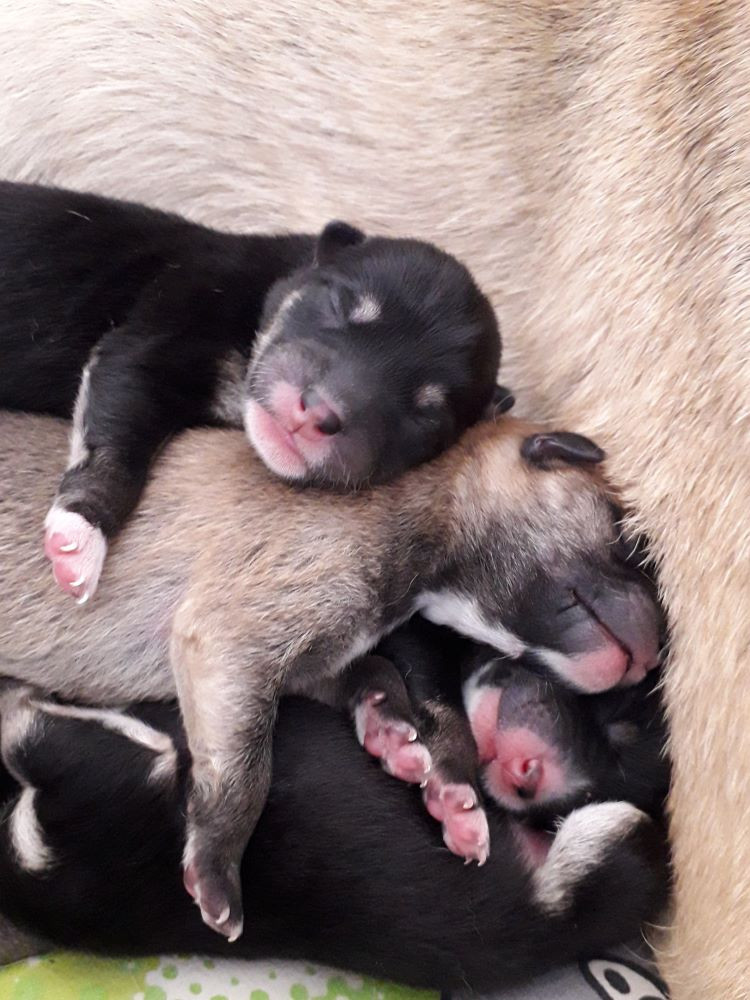 Prochaines portées au printemps/été 2026