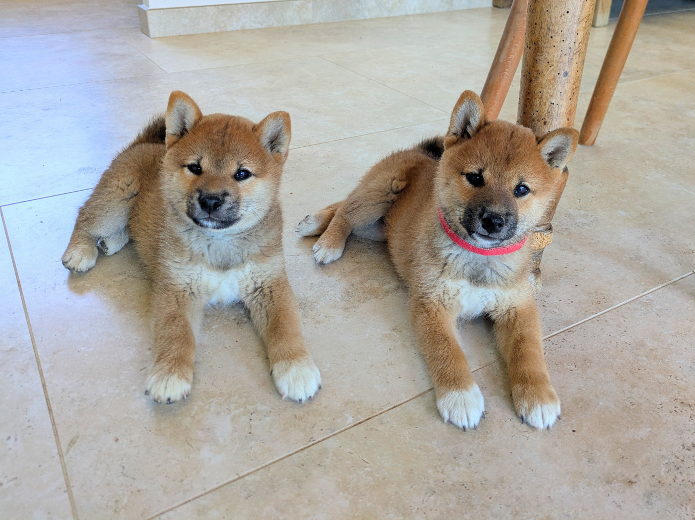 CHIOTS