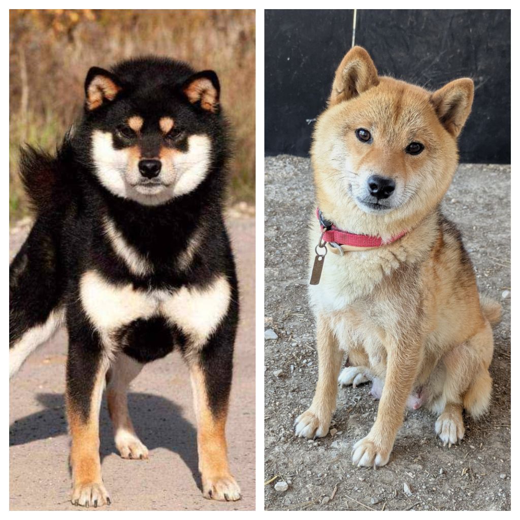 Chiots disponibles !
