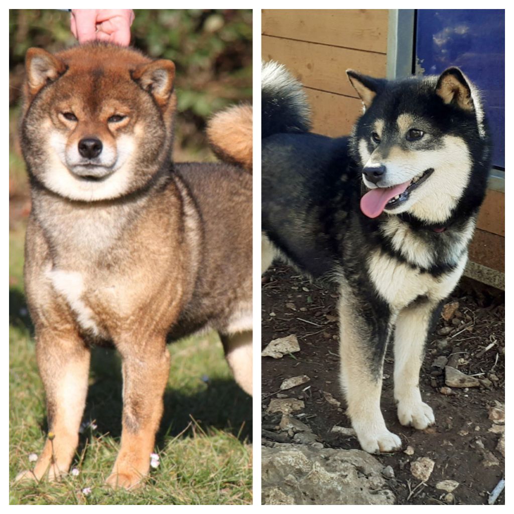 Chiots disponibles !