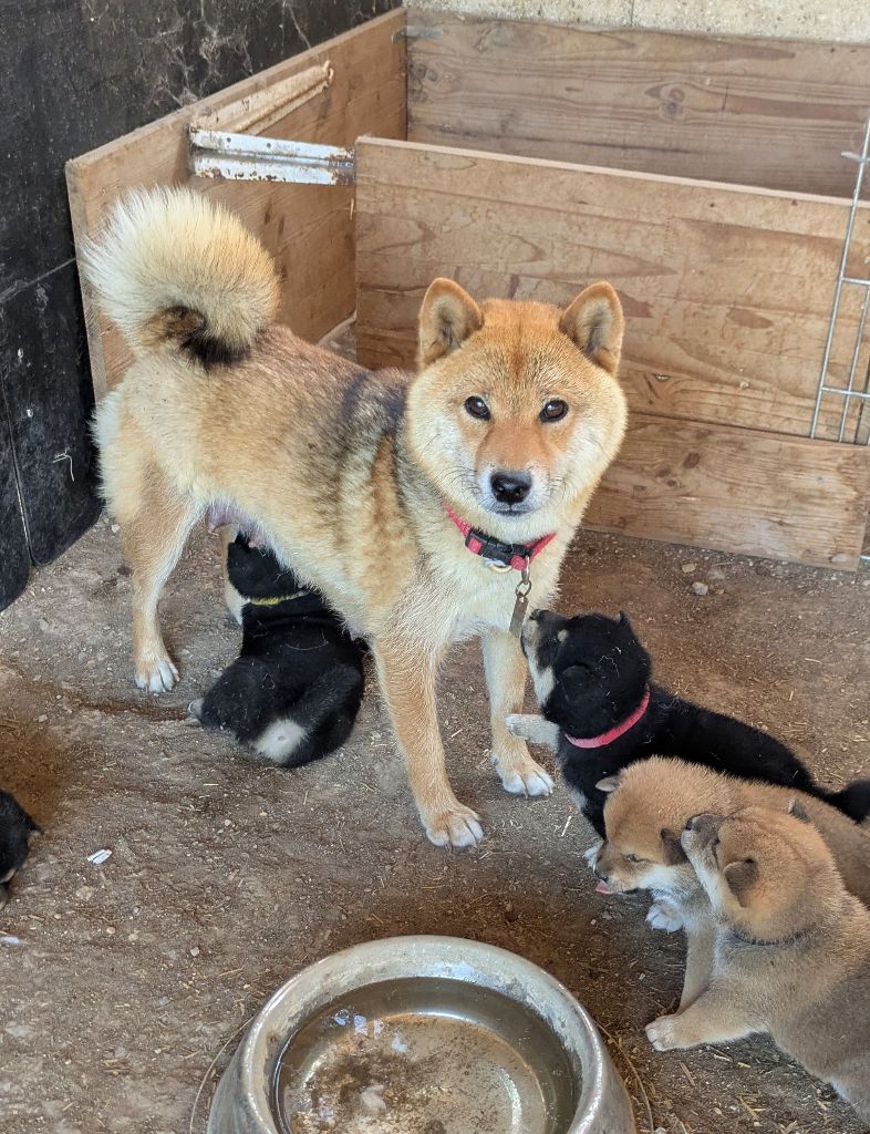 Chiots à réserver !