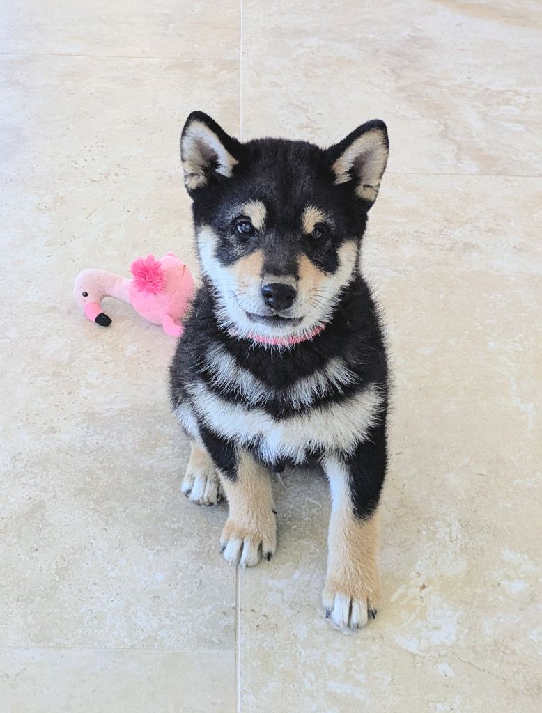 du Mas de l'Aspic - Chiots disponibles - Shiba