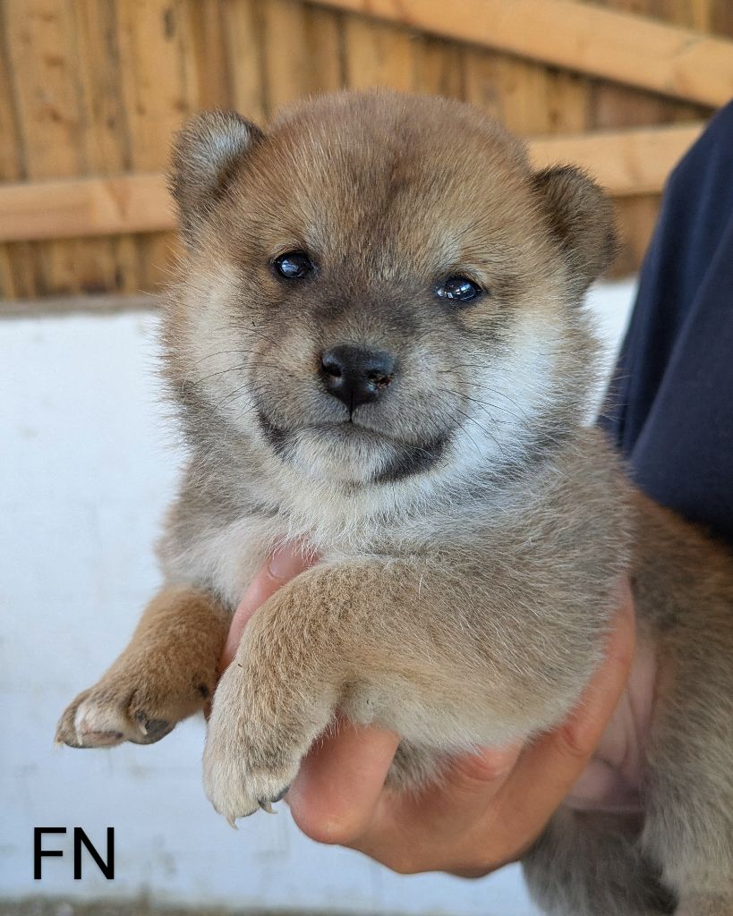 du Mas de l'Aspic - Chiots disponibles - Shiba