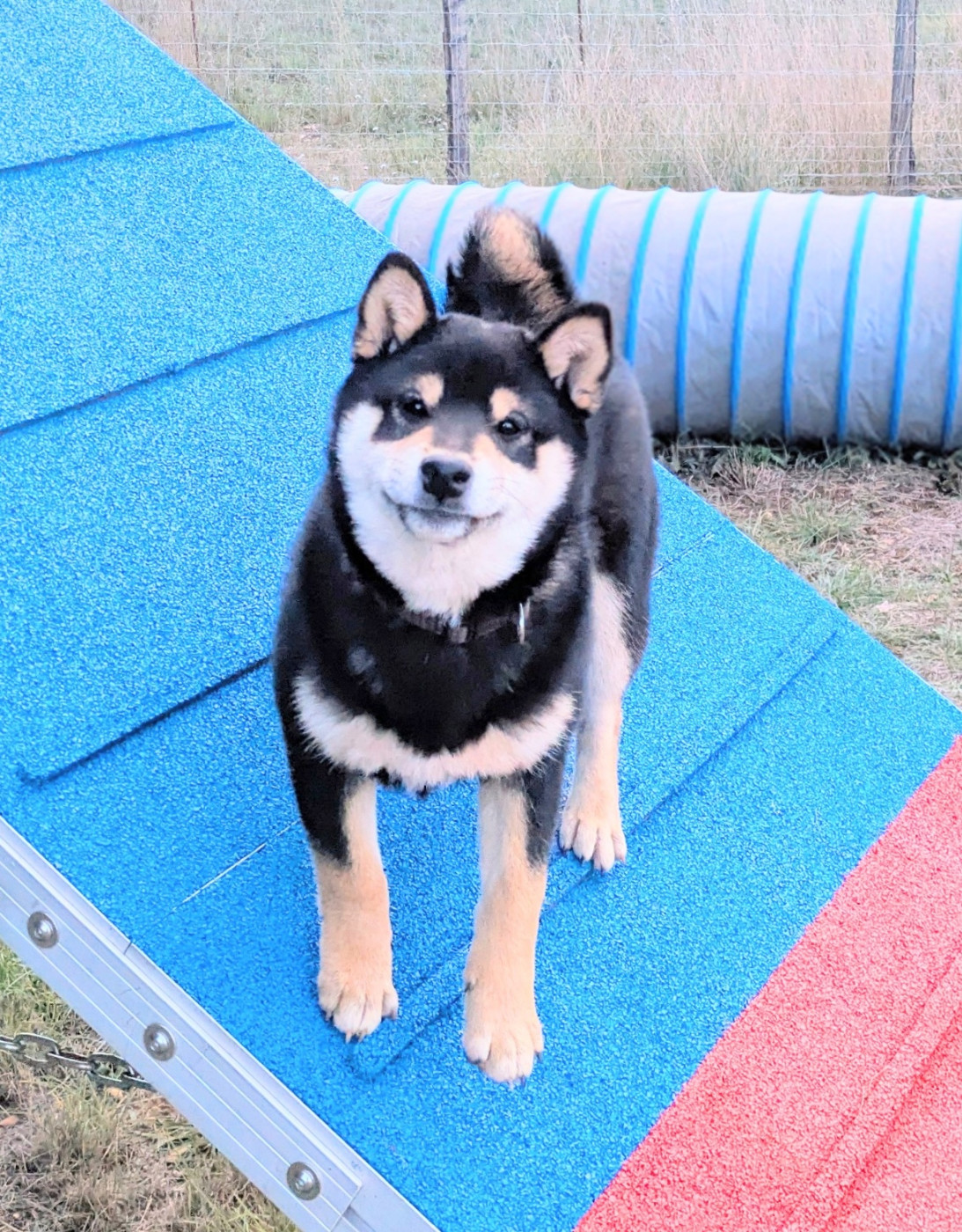 du Mas de l'Aspic - Chiots disponibles - Shiba