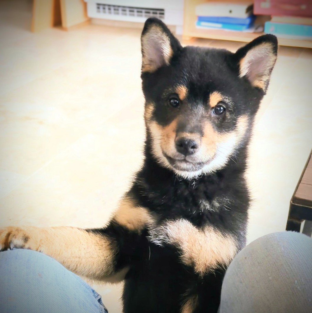 du Mas de l'Aspic - Chiots disponibles - Shiba