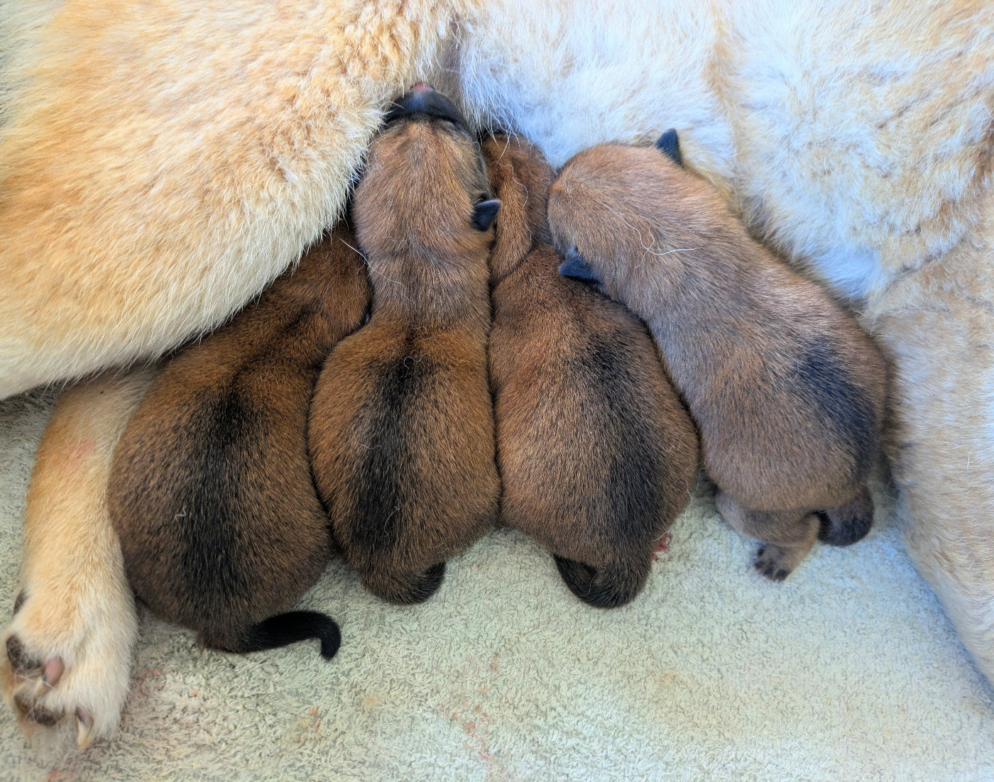 du Mas de l'Aspic - Chiots disponibles - Shiba