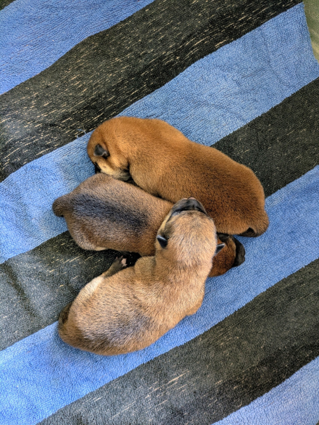 du Mas de l'Aspic - Chiots disponibles - Shiba