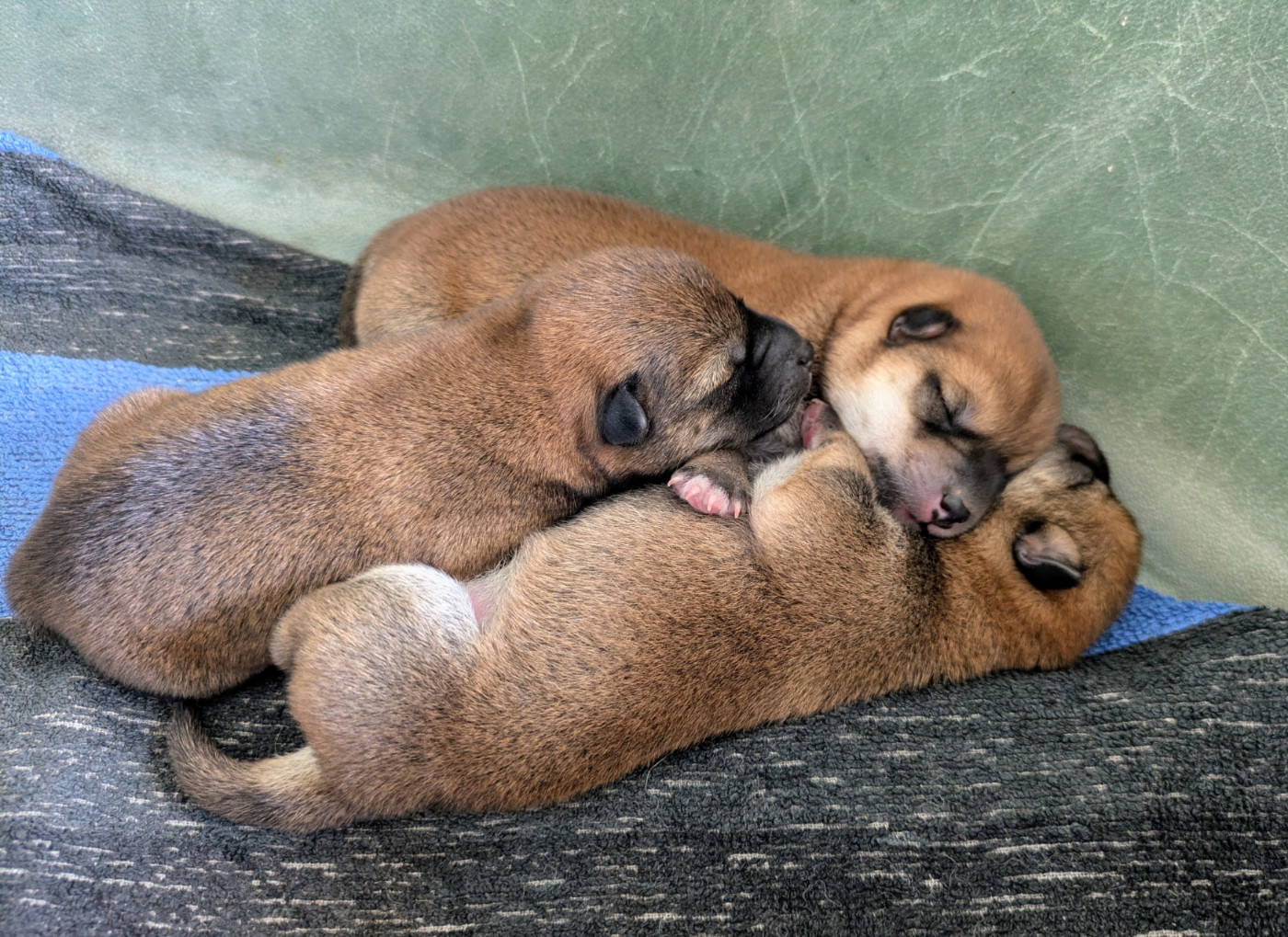 Chiot Shiba du Mas de l'Aspic