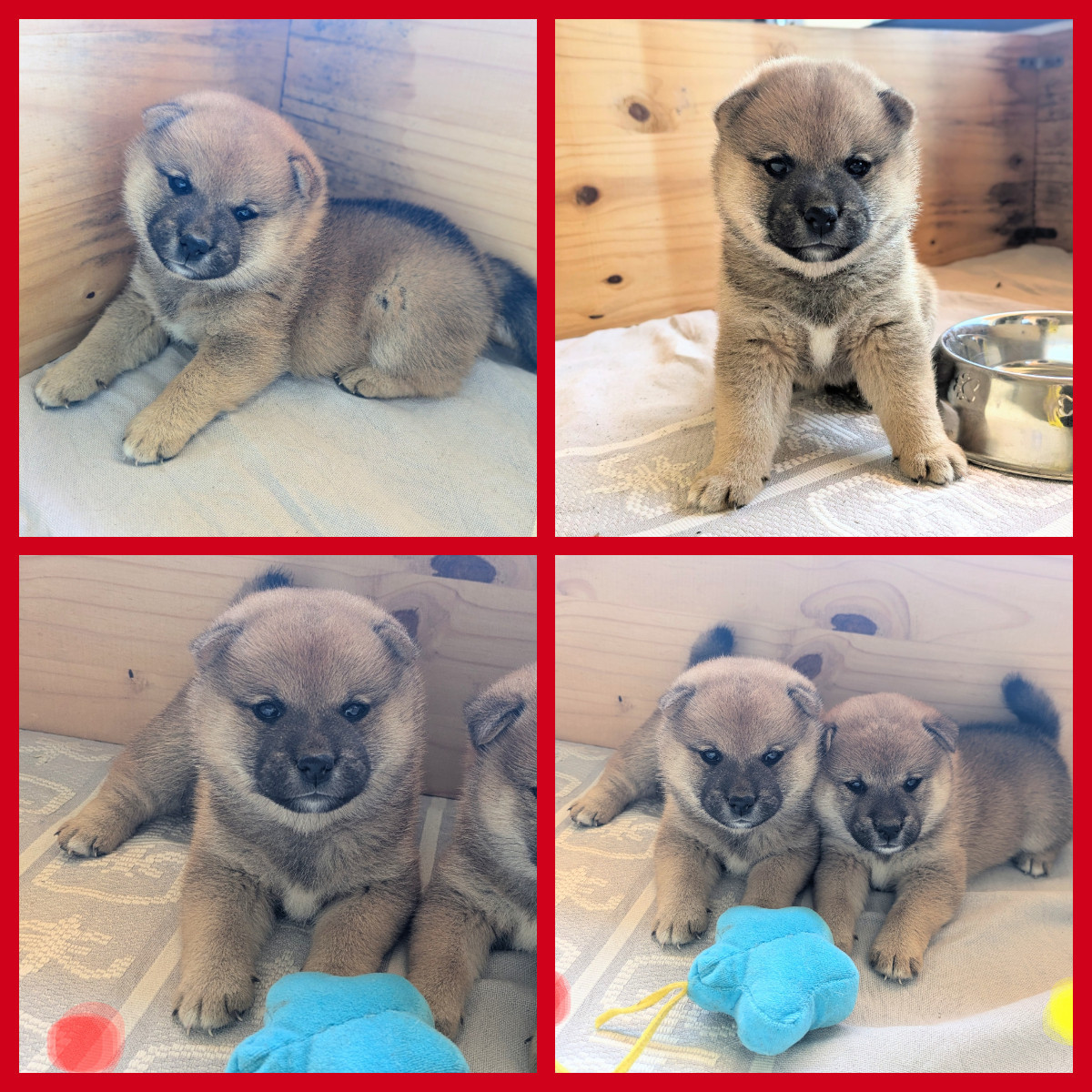 du Mas de l'Aspic - Chiots disponibles - Shiba