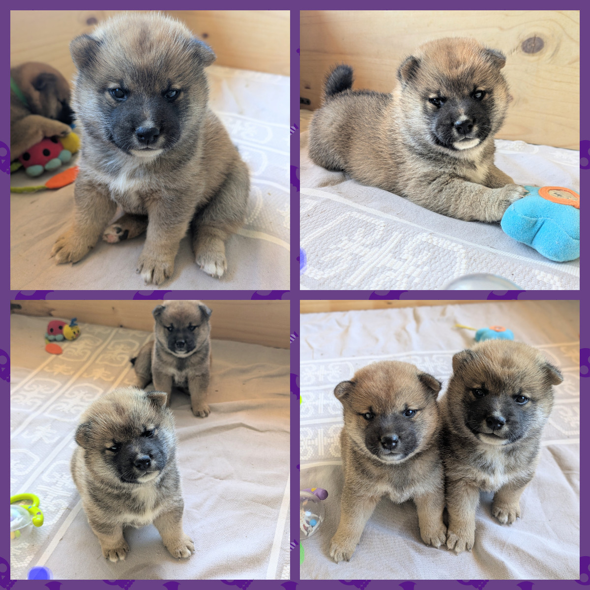 du Mas de l'Aspic - Chiots disponibles - Shiba