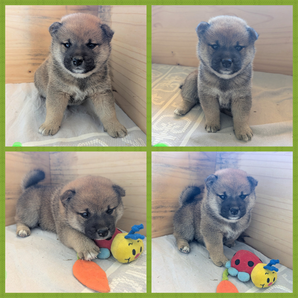du Mas de l'Aspic - Chiots disponibles - Shiba