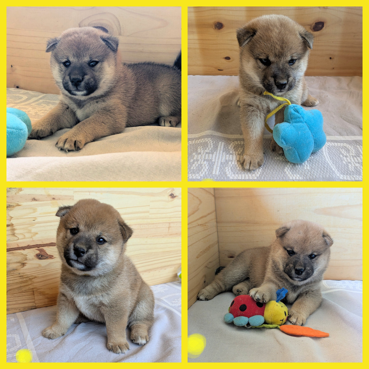 du Mas de l'Aspic - Chiots disponibles - Shiba