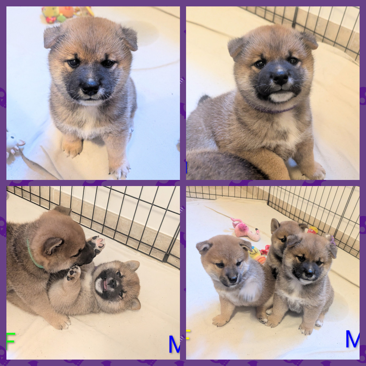 du Mas de l'Aspic - Chiots disponibles - Shiba