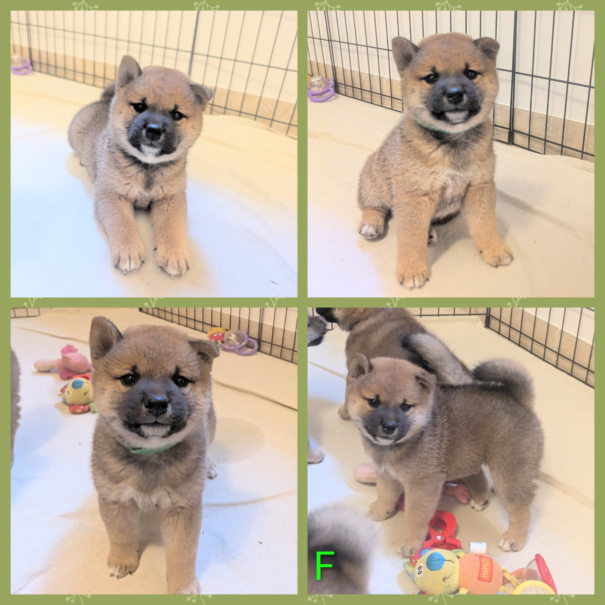 du Mas de l'Aspic - Chiots disponibles - Shiba