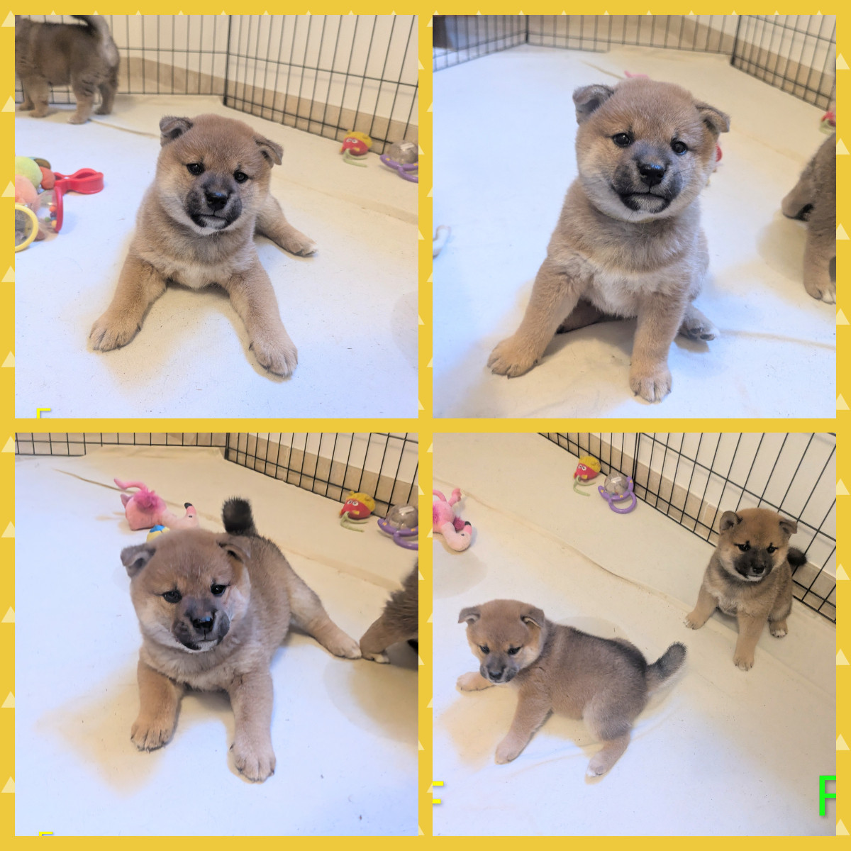 du Mas de l'Aspic - Chiots disponibles - Shiba