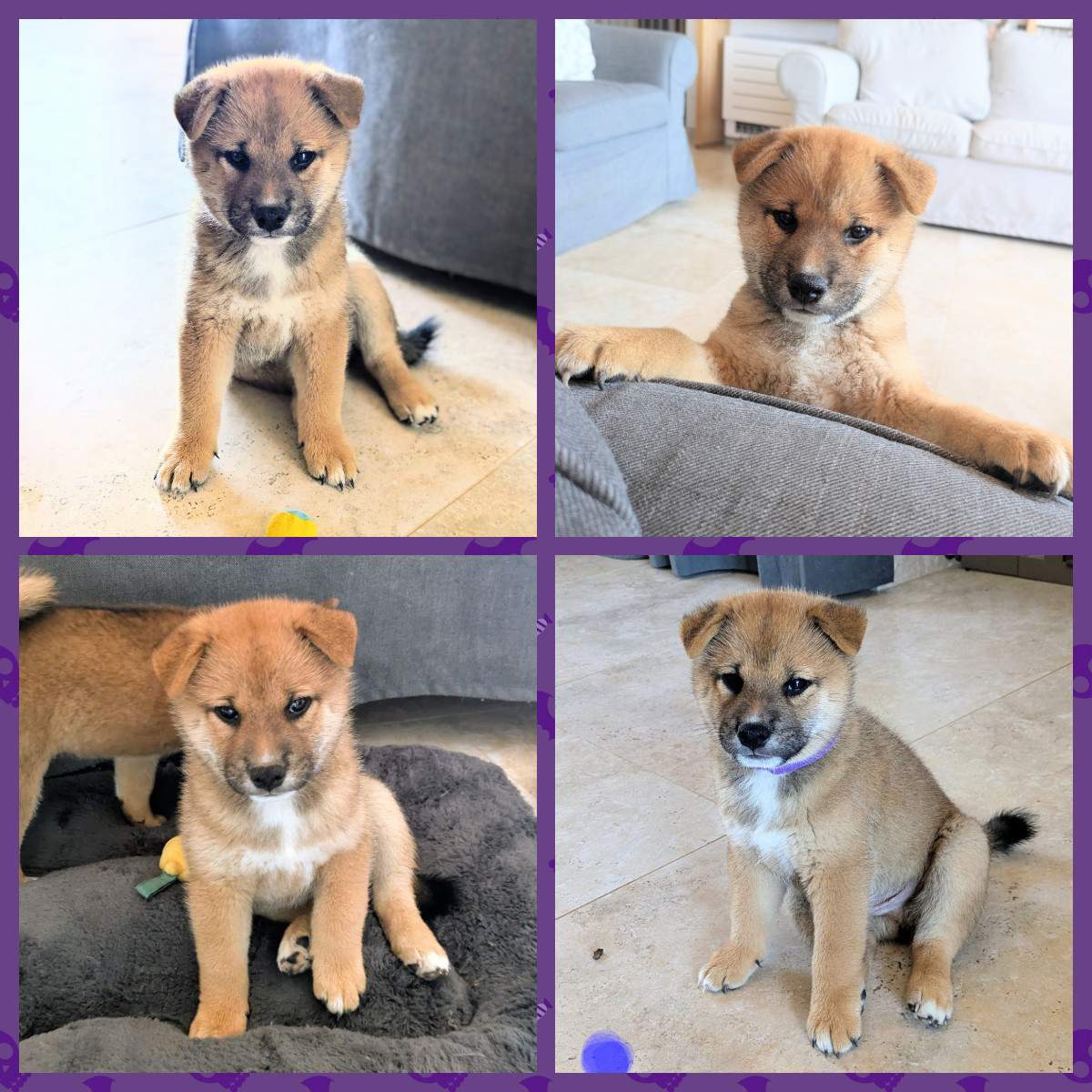 du Mas de l'Aspic - Chiots disponibles - Shiba