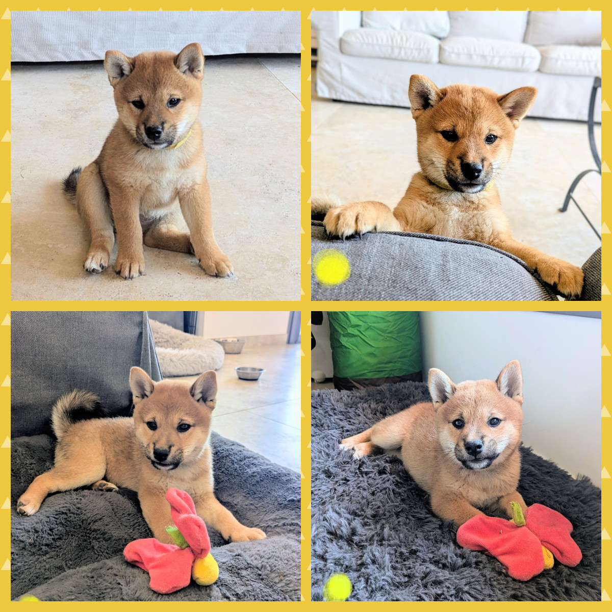 du Mas de l'Aspic - Chiots disponibles - Shiba