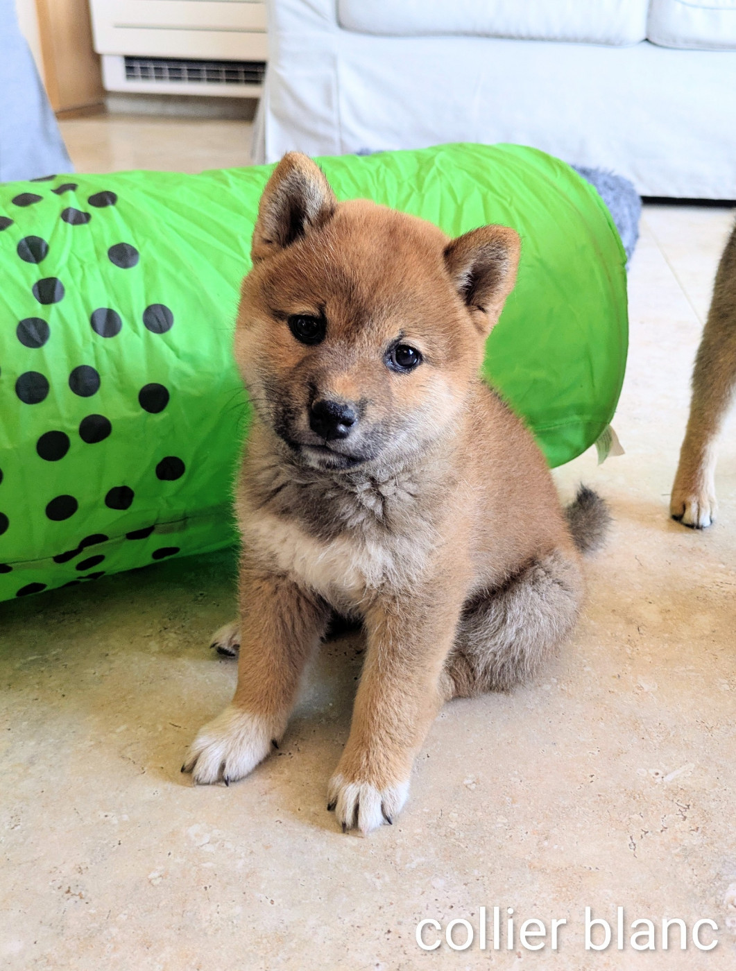 du Mas de l'Aspic - Chiots disponibles - Shiba