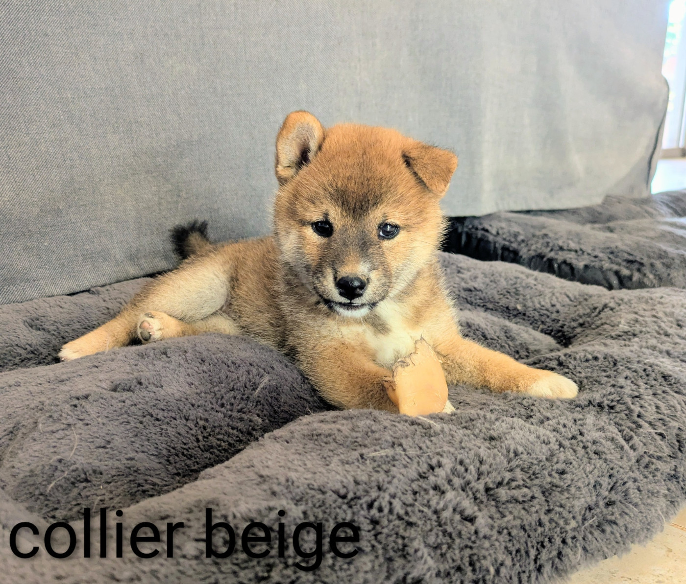 du Mas de l'Aspic - Chiots disponibles - Shiba