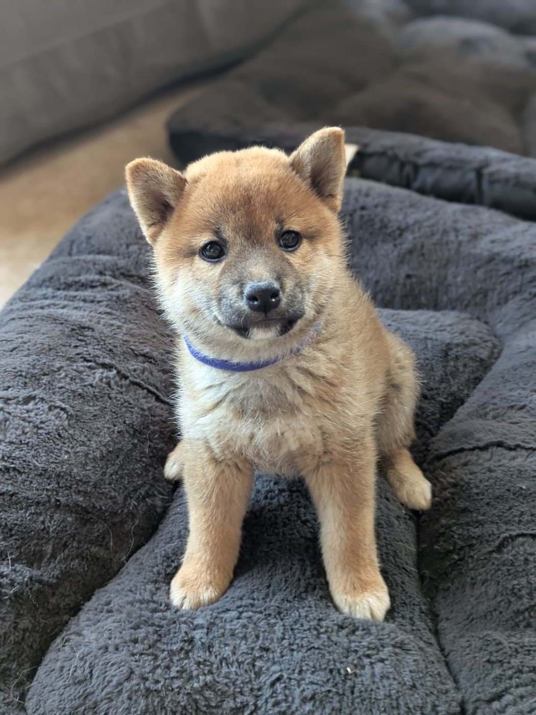 du Mas de l'Aspic - Chiots disponibles - Shiba