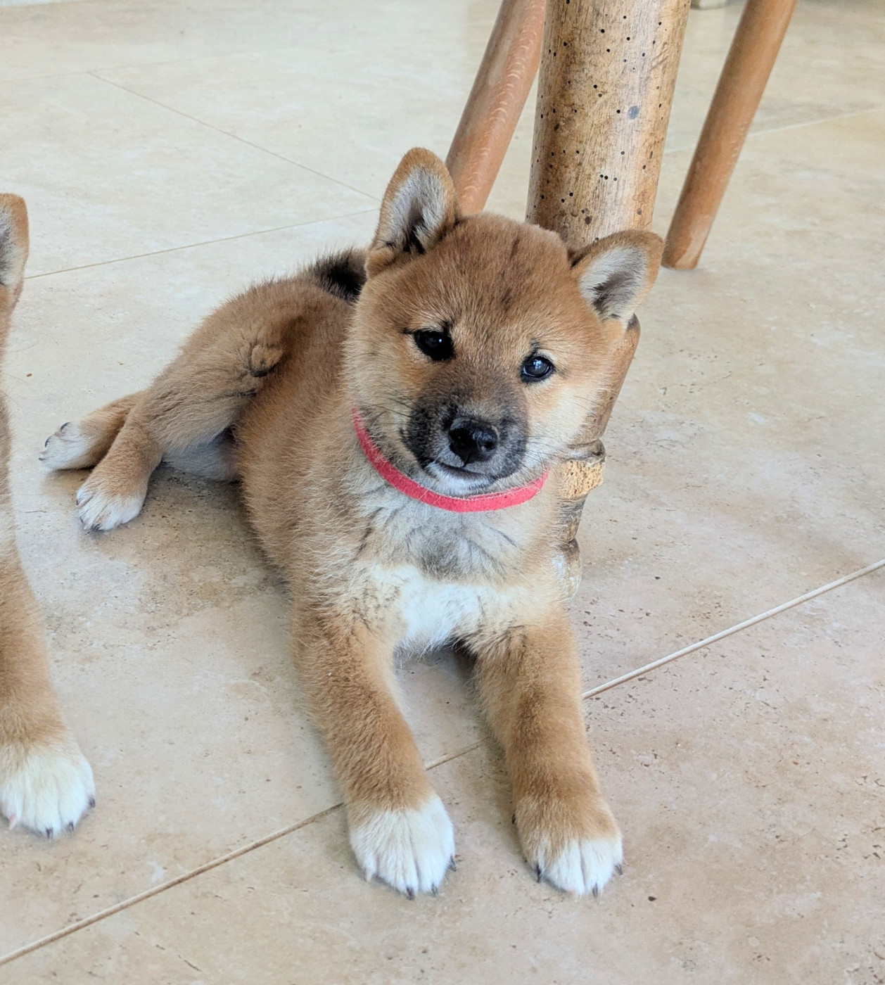 du Mas de l'Aspic - Chiots disponibles - Shiba