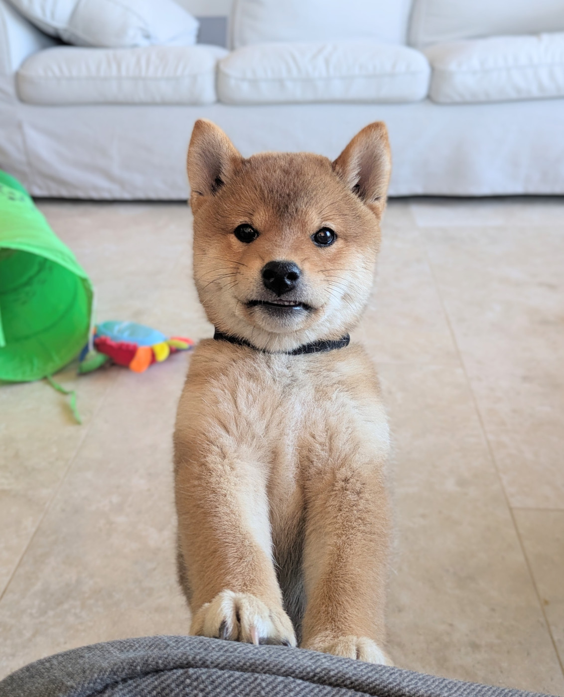 du Mas de l'Aspic - Chiots disponibles - Shiba