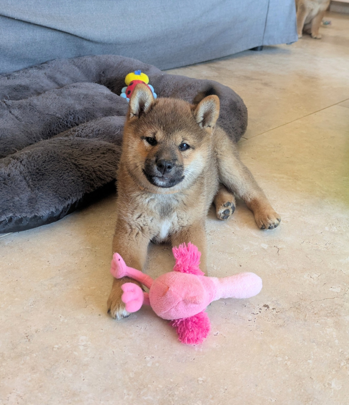 du Mas de l'Aspic - Chiots disponibles - Shiba