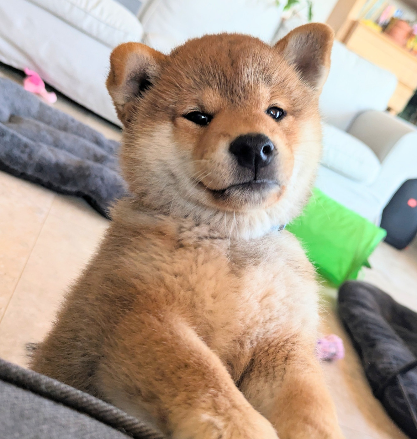 du Mas de l'Aspic - Chiots disponibles - Shiba
