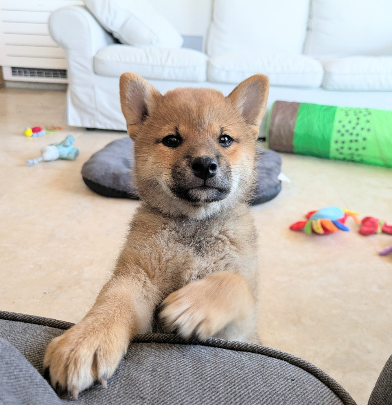 du Mas de l'Aspic - Chiots disponibles - Shiba
