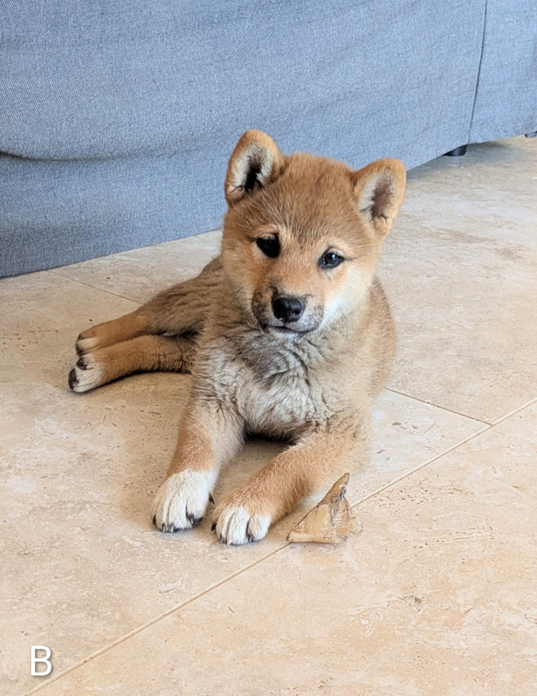 du Mas de l'Aspic - Chiots disponibles - Shiba