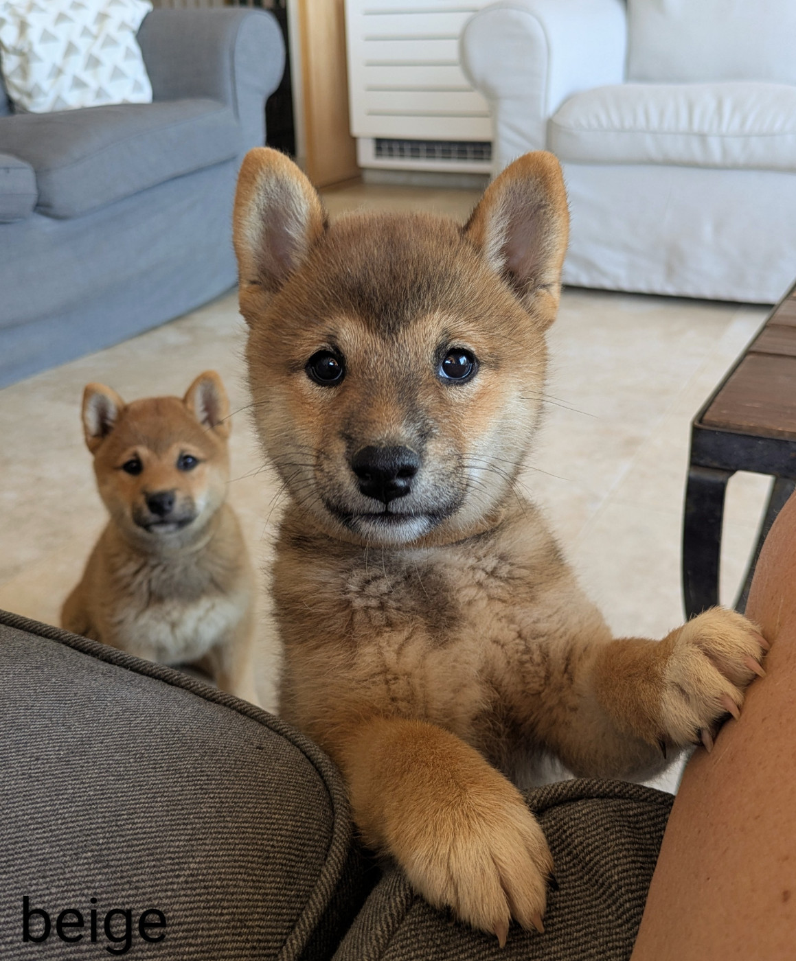 du Mas de l'Aspic - Chiots disponibles - Shiba