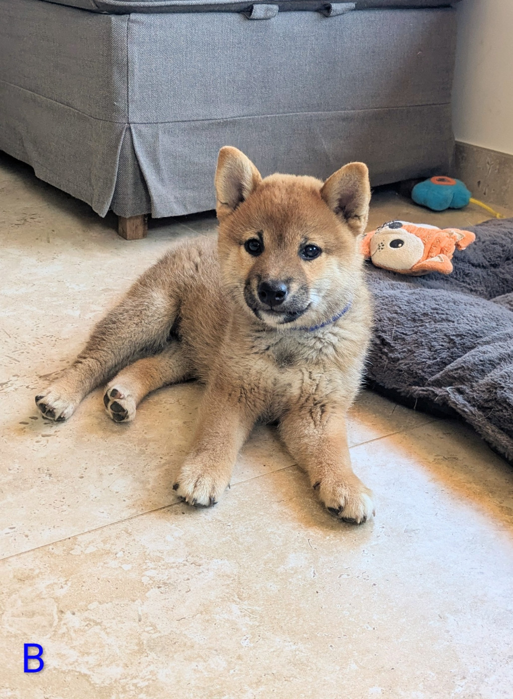 du Mas de l'Aspic - Chiots disponibles - Shiba