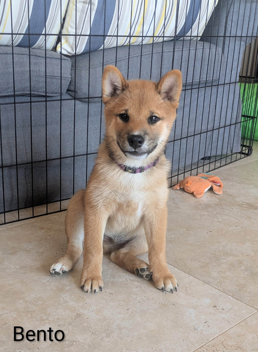 du Mas de l'Aspic - Chiots disponibles - Shiba