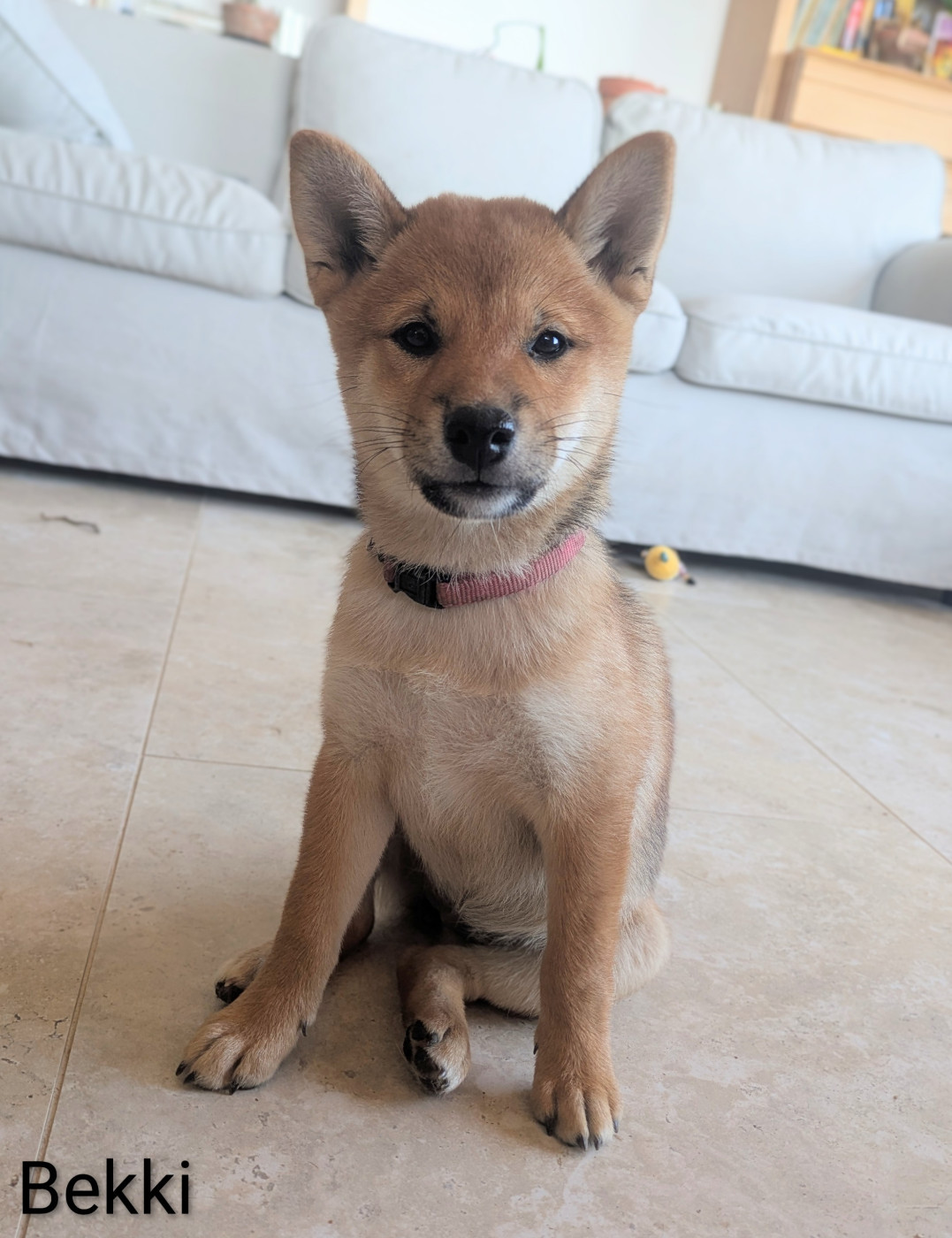 du Mas de l'Aspic - Chiots disponibles - Shiba