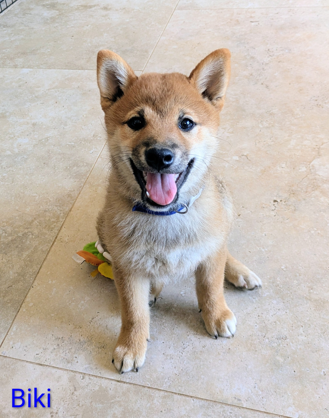 du Mas de l'Aspic - Chiots disponibles - Shiba