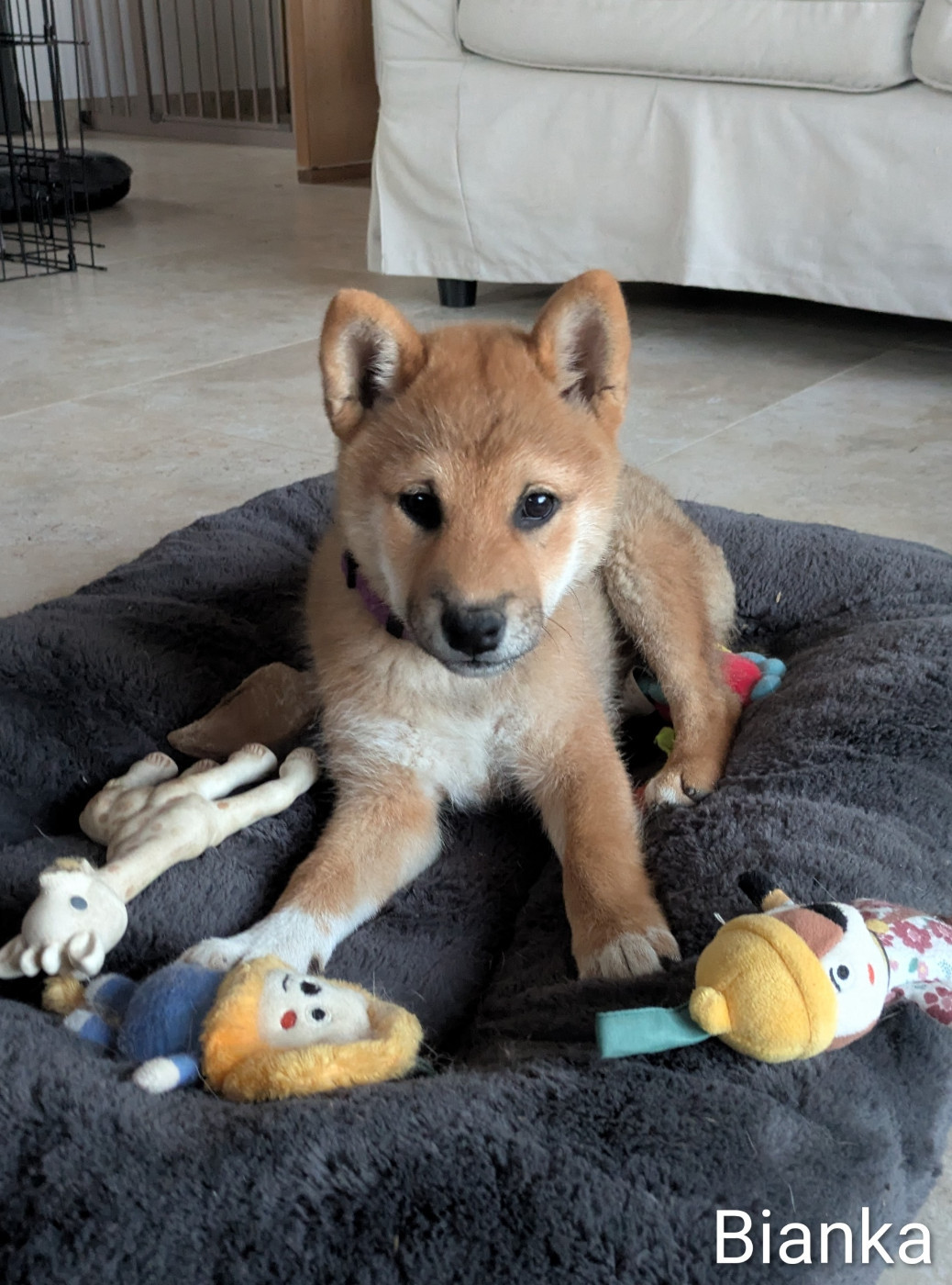 du Mas de l'Aspic - Chiots disponibles - Shiba