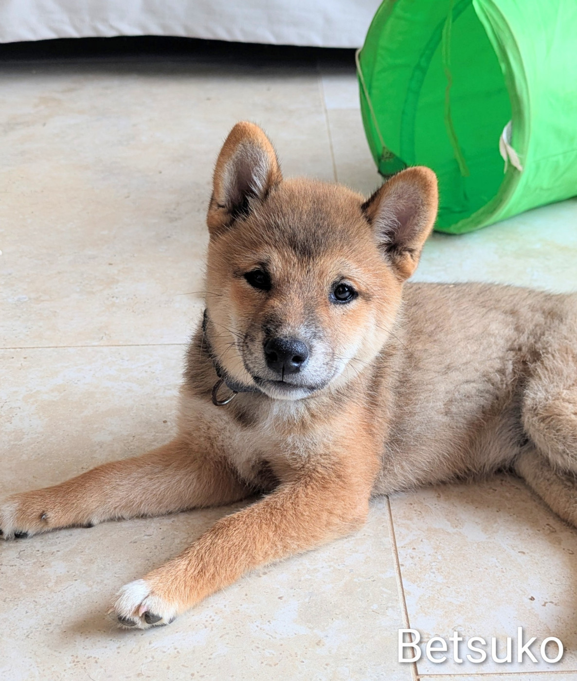 du Mas de l'Aspic - Chiots disponibles - Shiba