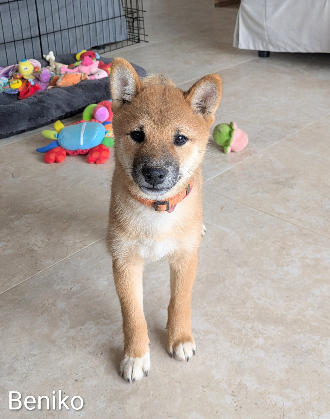 du Mas de l'Aspic - Chiots disponibles - Shiba