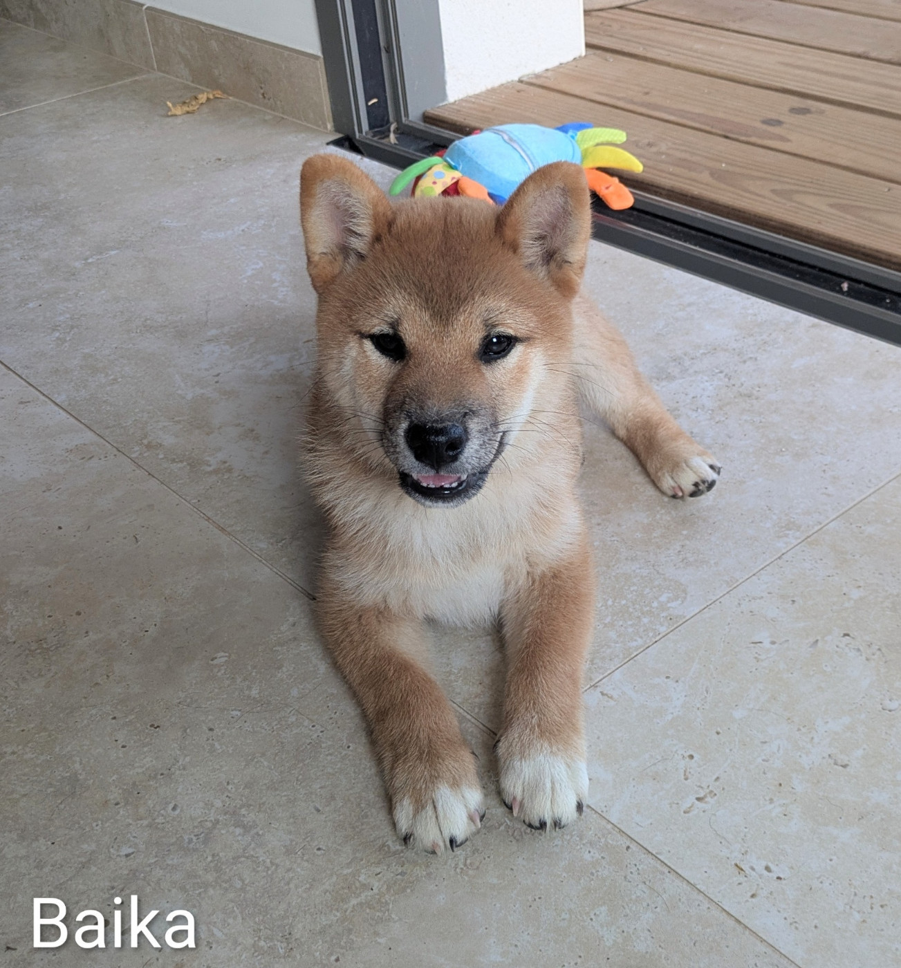 du Mas de l'Aspic - Chiots disponibles - Shiba