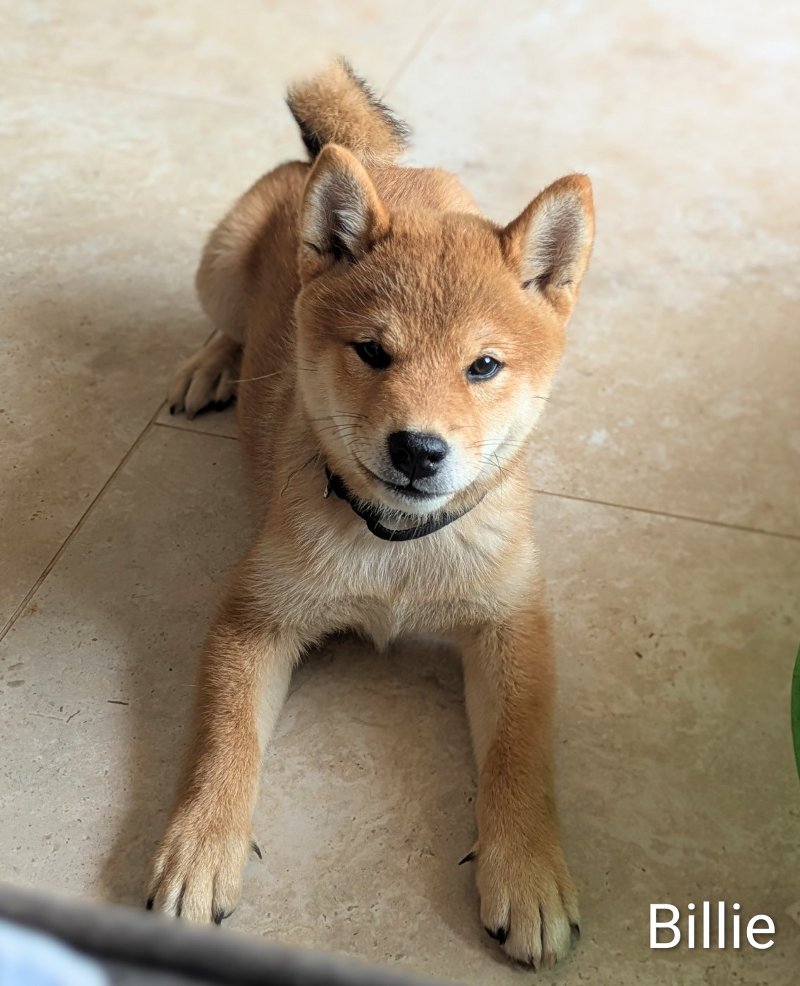 du Mas de l'Aspic - Chiots disponibles - Shiba