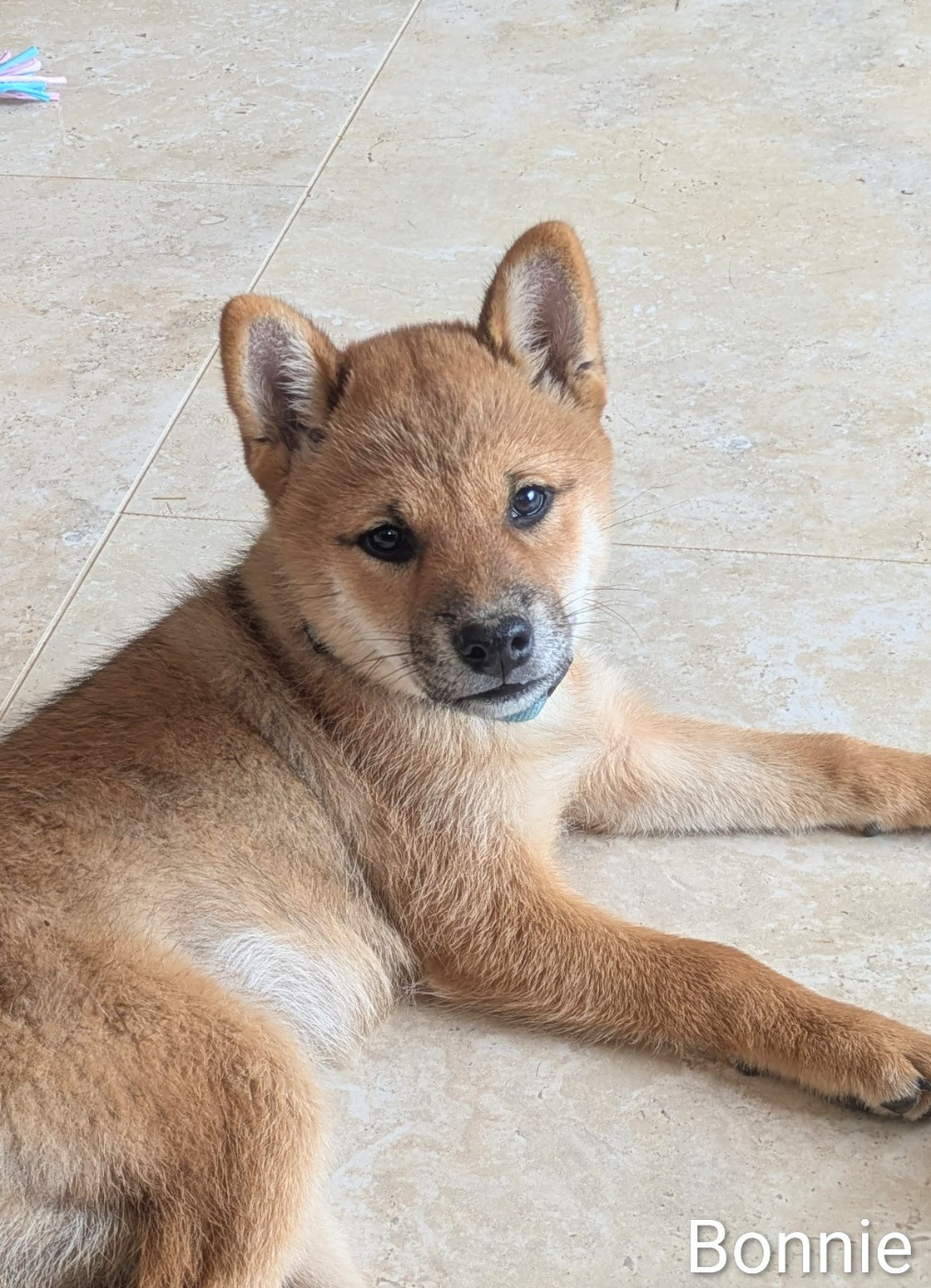 du Mas de l'Aspic - Chiots disponibles - Shiba