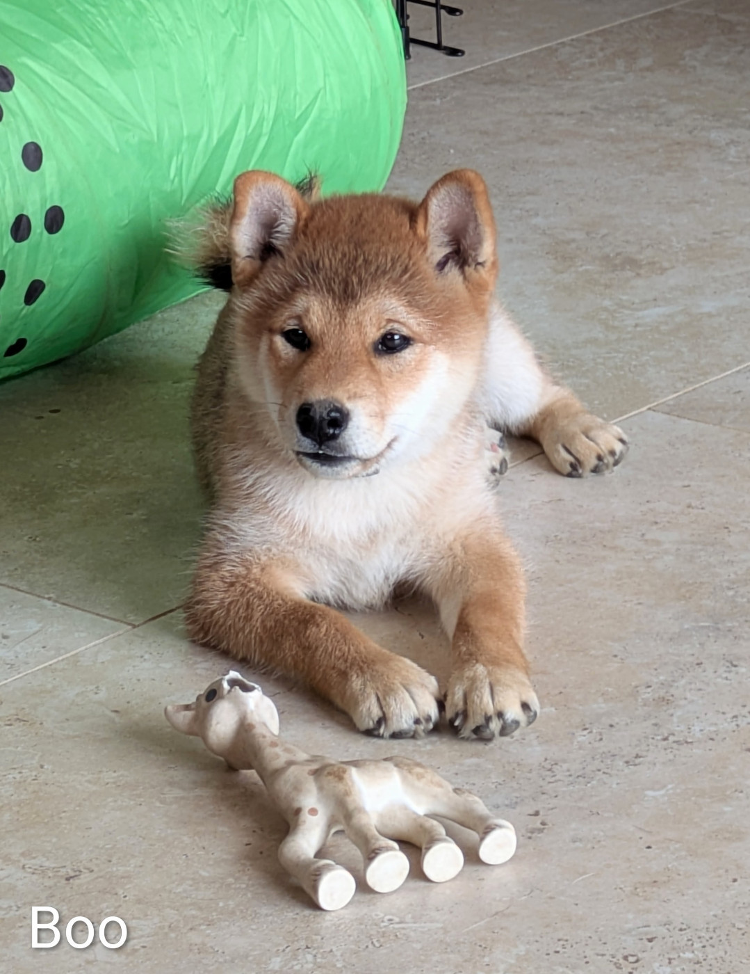 du Mas de l'Aspic - Chiots disponibles - Shiba