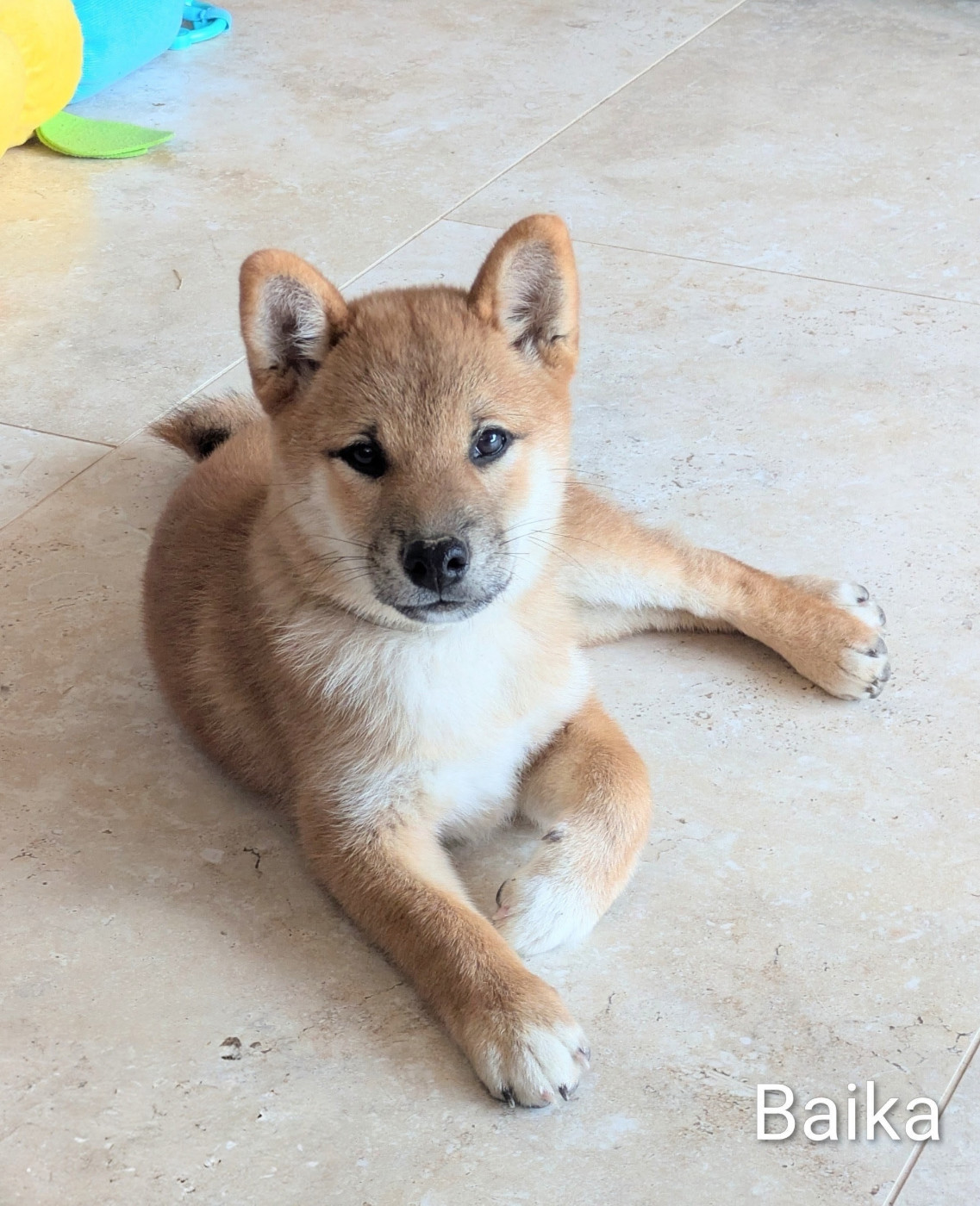 du Mas de l'Aspic - Chiots disponibles - Shiba