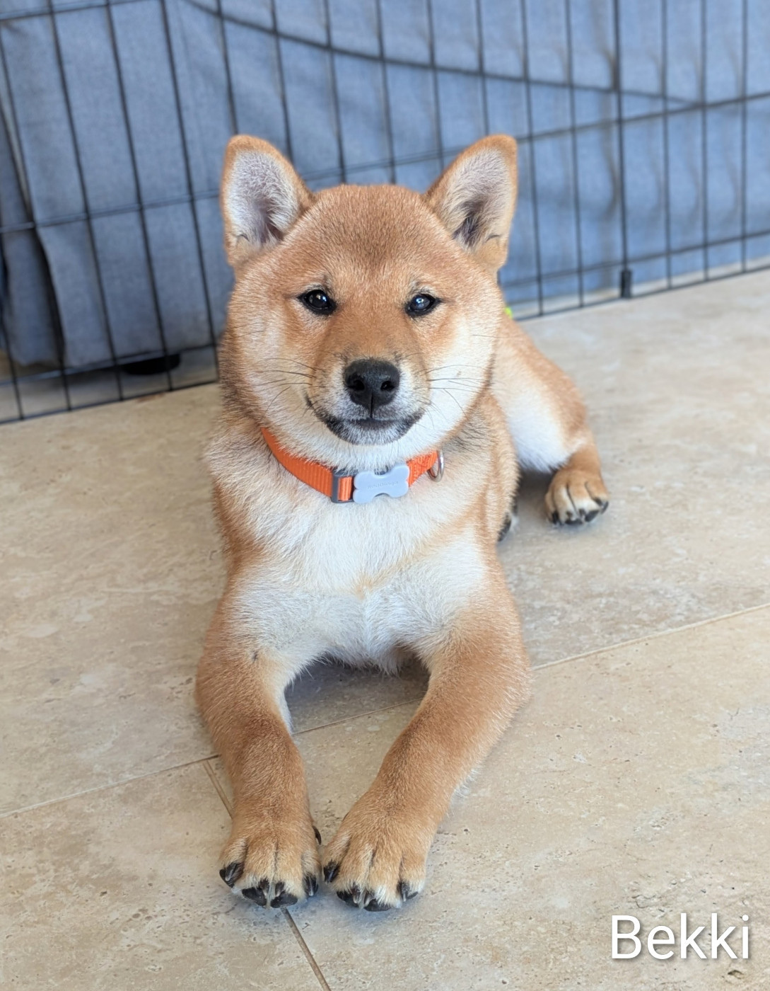 du Mas de l'Aspic - Chiots disponibles - Shiba