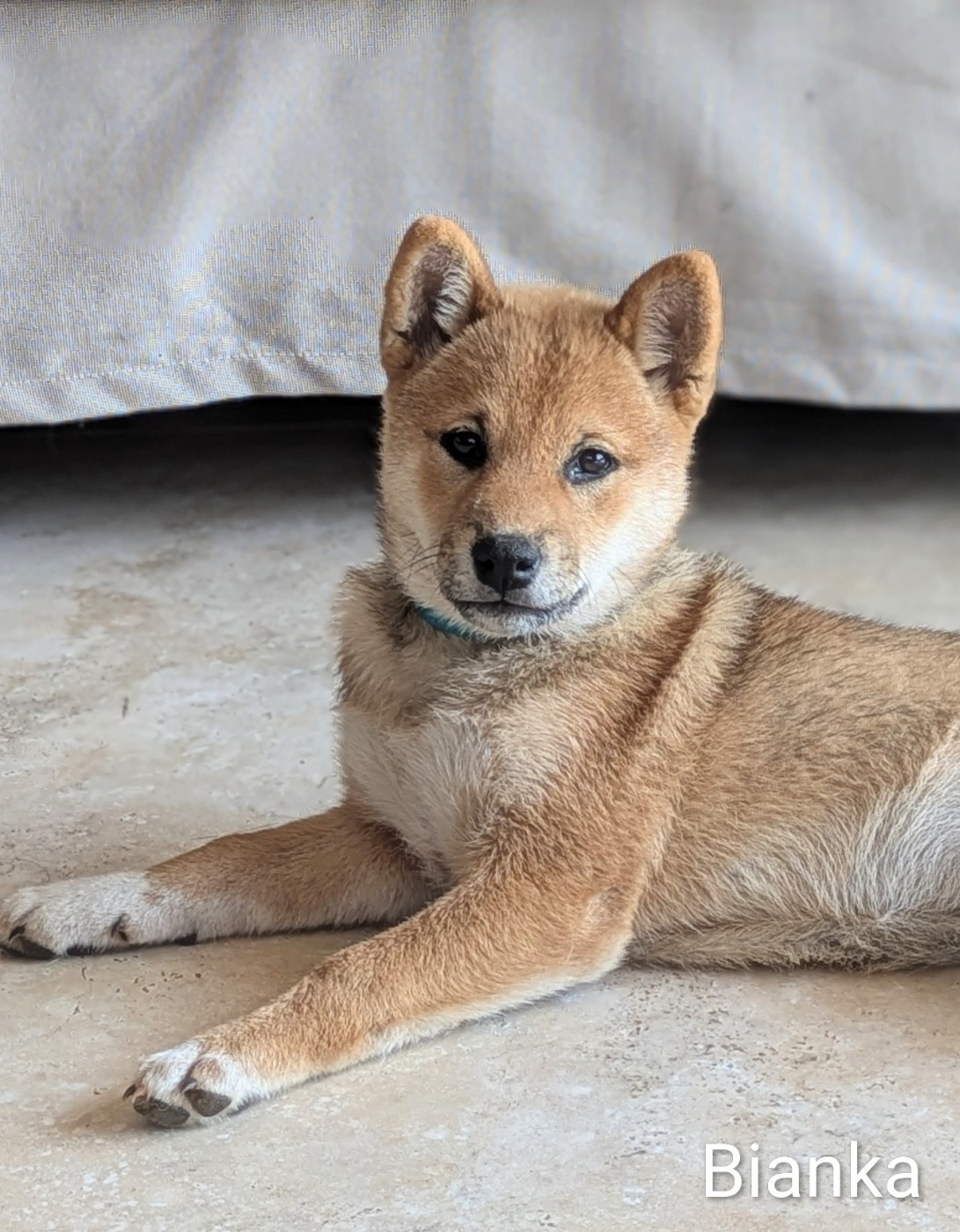du Mas de l'Aspic - Chiots disponibles - Shiba