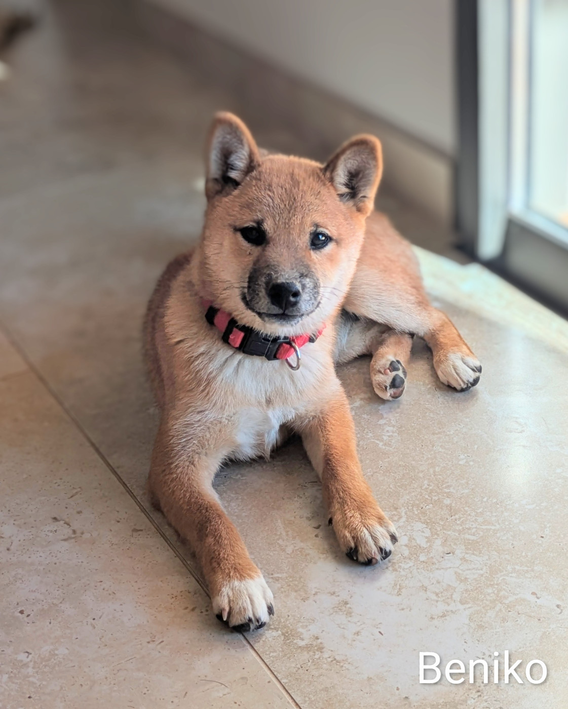 du Mas de l'Aspic - Chiots disponibles - Shiba