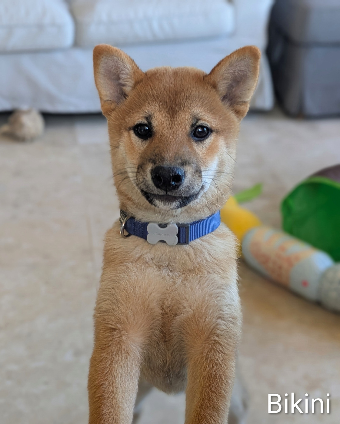du Mas de l'Aspic - Chiots disponibles - Shiba