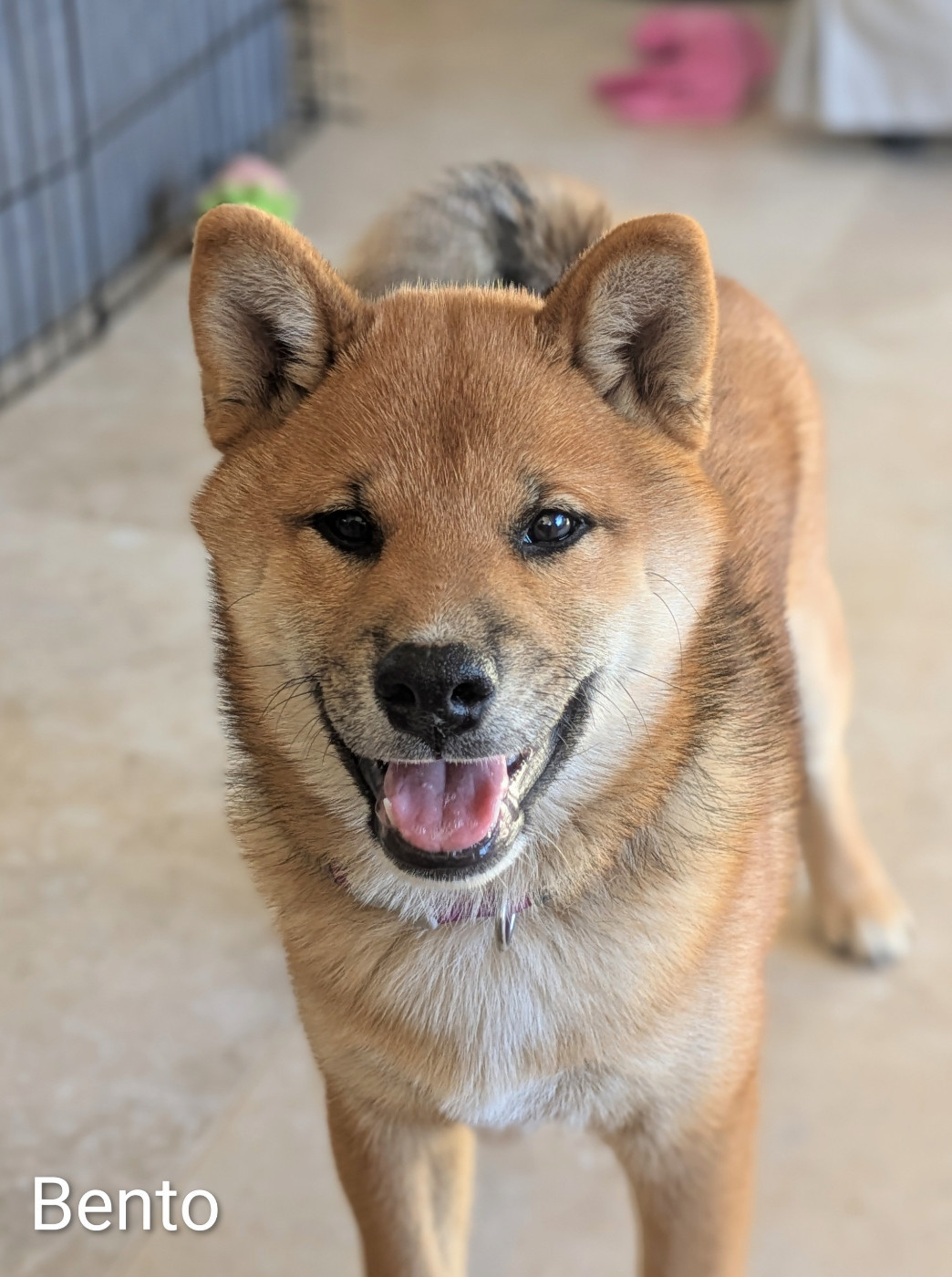 du Mas de l'Aspic - Chiots disponibles - Shiba